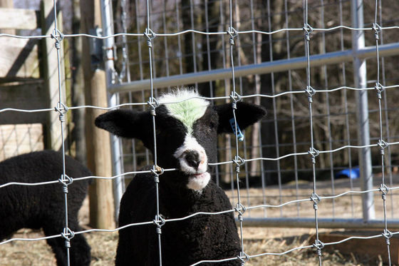 l'alto bestiame delle pecore di 1.2m riparato annoda la guardia Field Fence dell'azienda agricola del recinto 50m 100m