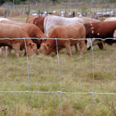 il campo del pascolo dell'agricoltura di 1.8m ha riparato il recinto ad alta resistenza del nodo